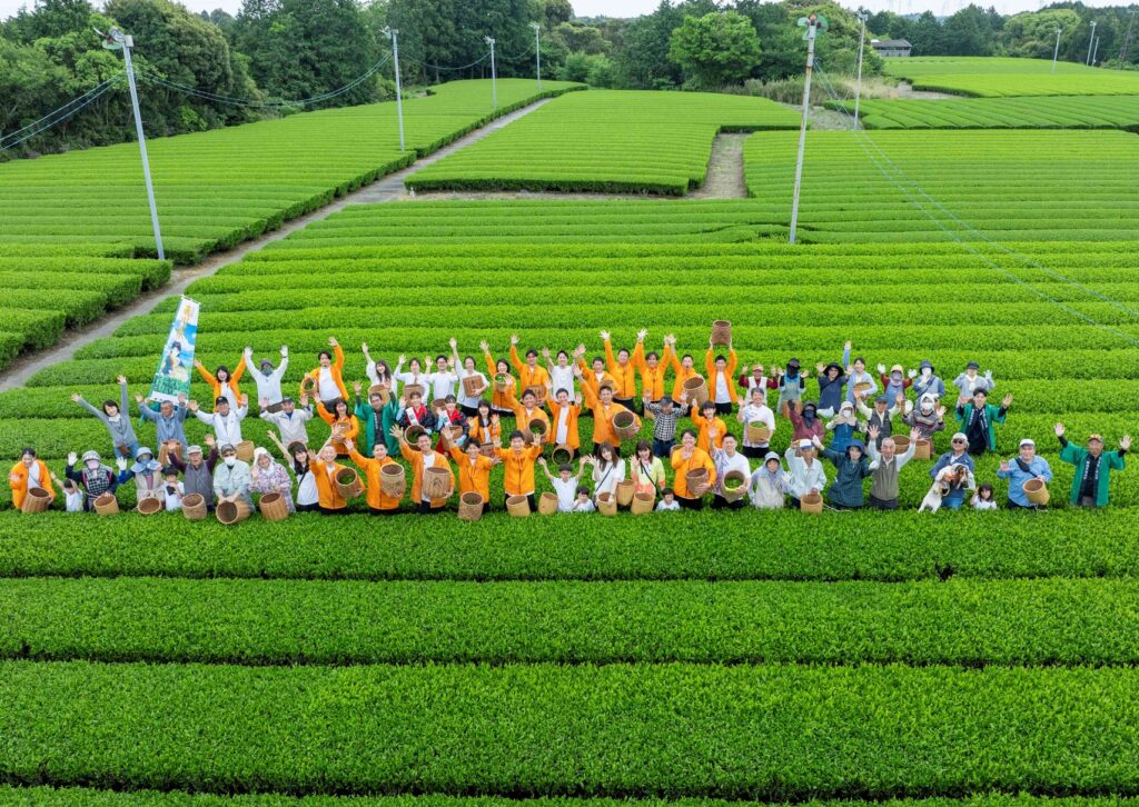 【テレビ静岡】静岡県菊川市での茶摘みイベントをテレビ静岡で紹介いただきました